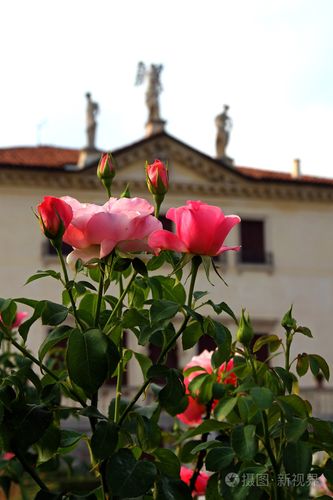 意大利的威尼斯玫瑰（意大利 威尼斯）
