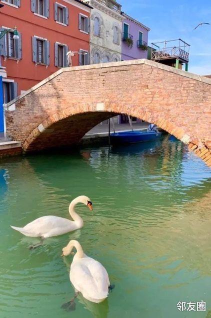 威尼斯运河的天鹅（威尼斯运河的天鹅湖在哪里）